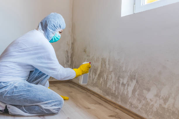 Licensed Basement Mold Remediation service in Newport News, VA - Car Mold Remediation