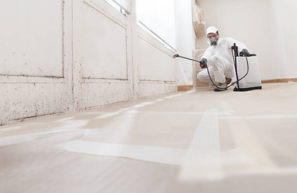 24/7 Emergency Basement Mold Remediation experts in Newport News, VA