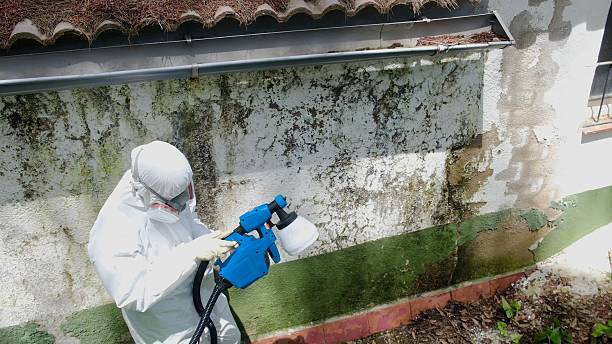 Top rated local Basement Mold Remediation specialists in Newport News, VA
